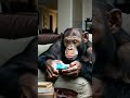 Monkey Reading  #cute #animals #animation #monkey #shorts  #funny #funnyanimals #cuteanimals #viral
