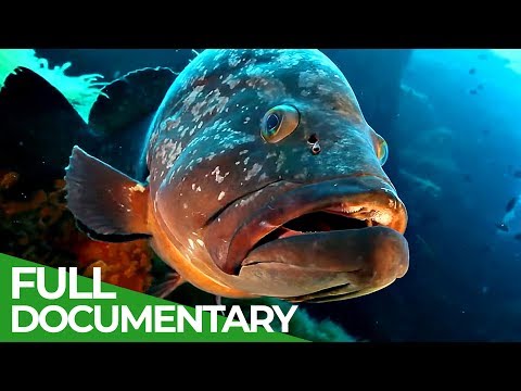 The Wonderful Wildlife of Sardinia | Free Documentary Nature