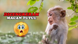 Anak Monyet Lucu Ini Dibuat Mainan MACAN TUTUL