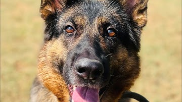 Teaching basic heel position through negative reinforcement 