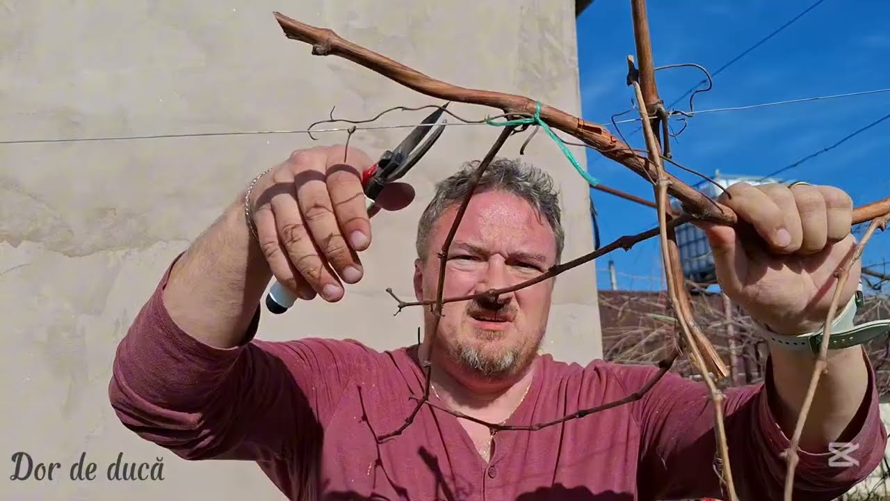 Cum am tăiat vița de vie
