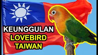 5 KEUNGGULAN Lovebird TAIWAN Dibandingkan Lovebird LOKAL