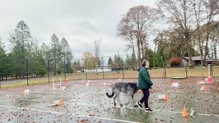 AKC Rally Excellent Virtual Video by Gimme 5 Dog Training with Serendipity Sighthounds 38 views 1 year ago 5 minutes, 8 seconds