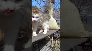 11.03.2026 Коты орут?