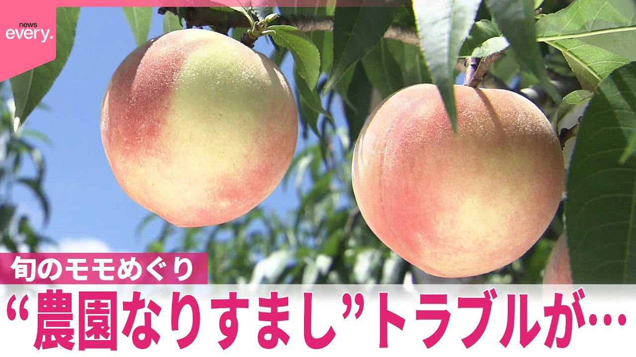 旬のモモ】SNSで“ニセ通販投稿”相次ぐ 実在する農園かたり「送料無料で