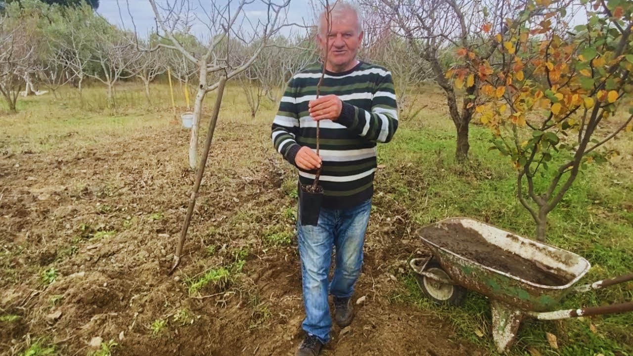 Mikado Kayısı Fidanı Dikimi: Tüplü Fidan ve Gübreli Toprak Kullanımı Rehberi