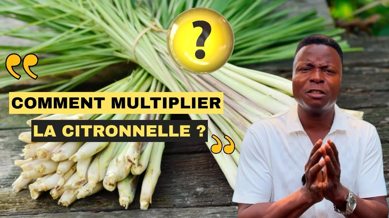 Comment multiplier la citronnelle femelle ?