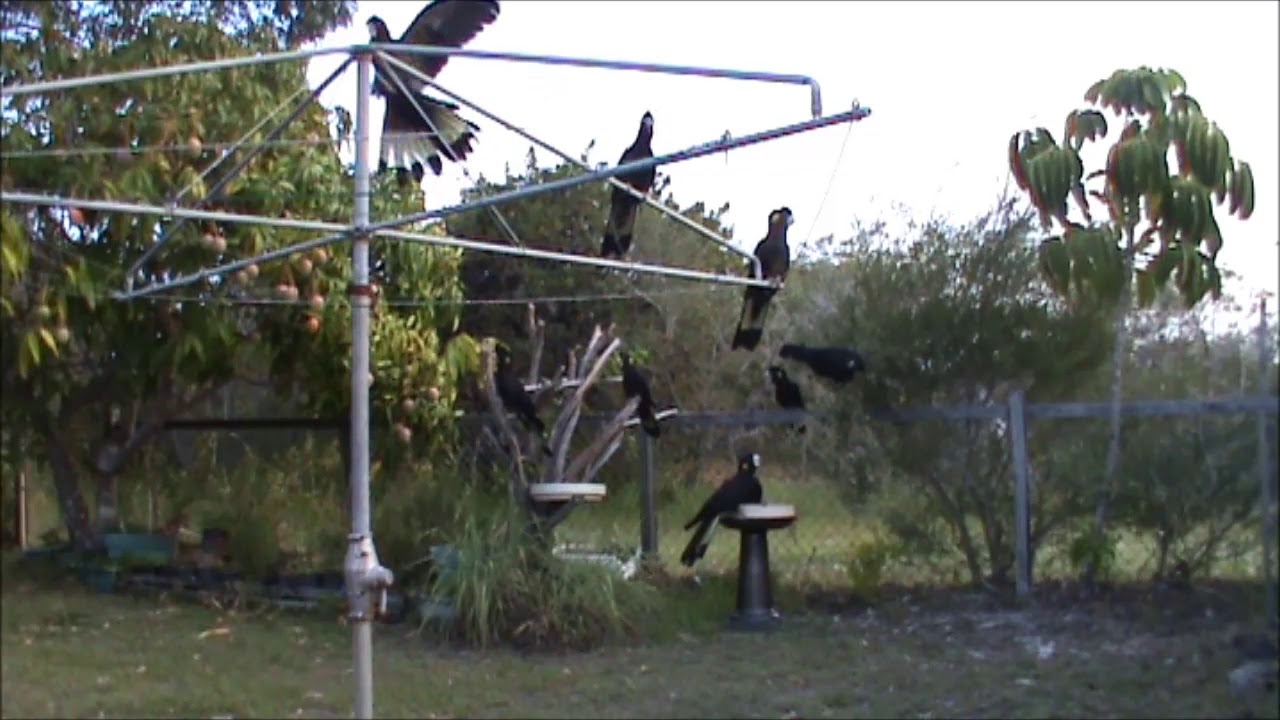 Thirsty Work - Yellow-Tailed Black Cockatoos - January 2020 