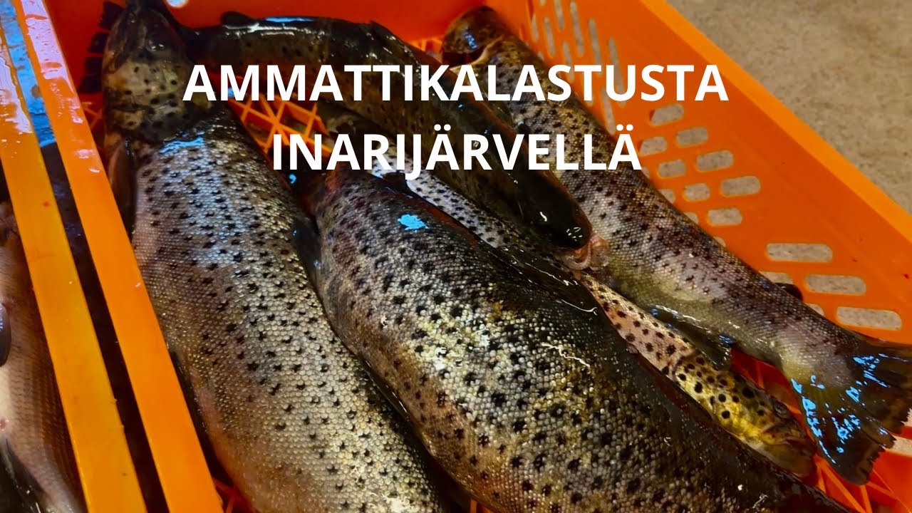 AMMATTIKALASTUSTA INARIJÄRVELLÄ MARRASKUUSSA || VERKKOKALASTUSTA
