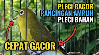 Download Lagu Pleci Gacor Pancingan Ampuh Pleci Bahan Ikut Bunyi #plecigacor MP3 Download Lagu Pleci Gacor Pancingan Ampuh Pleci Bahan Ikut Bunyi #plecigacor MP3