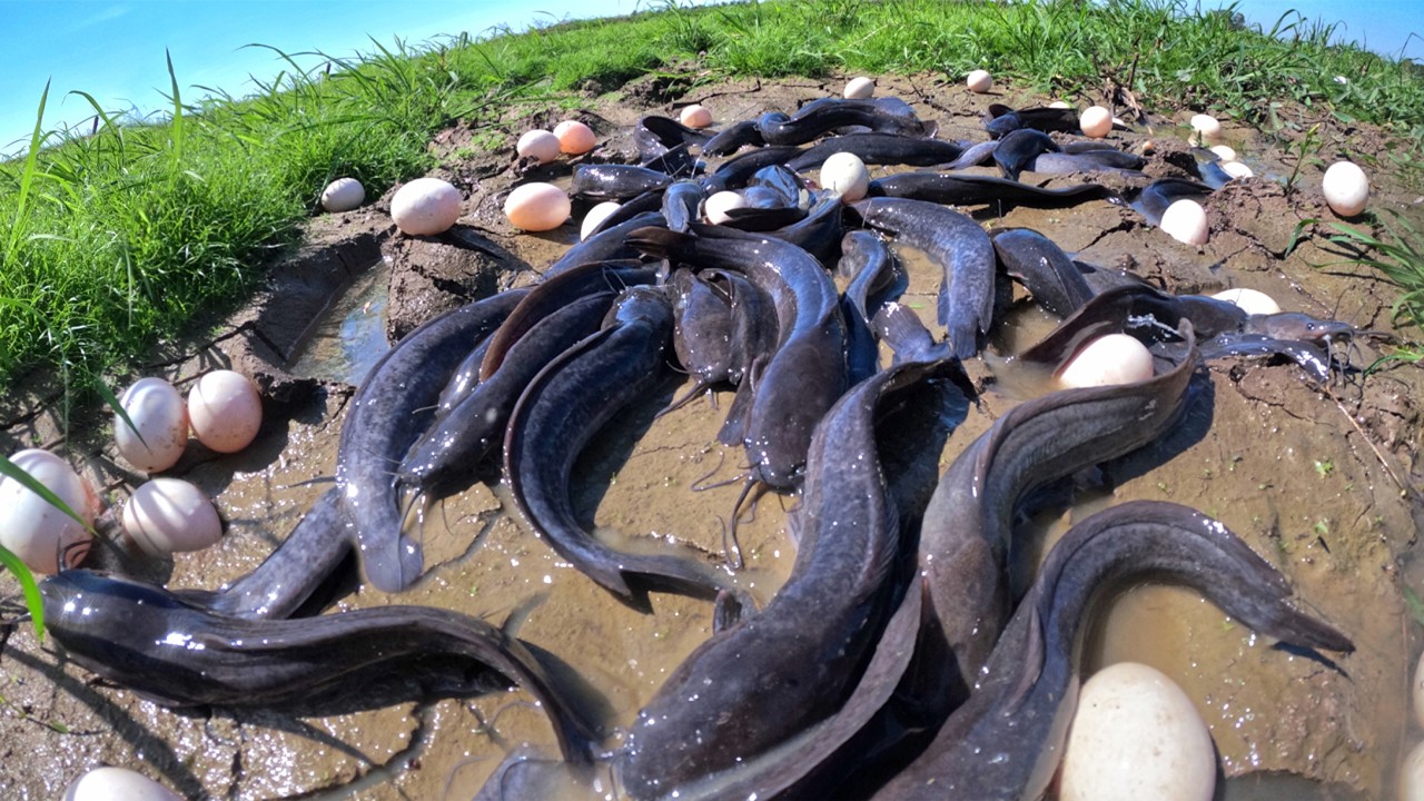Best Hand Fishing - A fisherman catch fish and pick a lot of eggs by lucky hand in shallow water