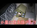 極寒の深夜にヒーターハウスを見たら野良猫さんが入っていた