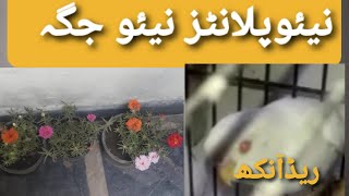 NEW PLANTS NEW Jgha And RED EYES PERROT #youtube #viral