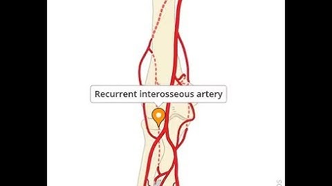 Anatomy of recurrent interosseous or Radial artery; Overview, Origin, Course, Supply, Functions