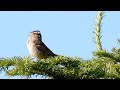 White-crowned Sparrow, Bird Singing | Birder King