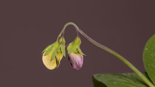 Pea Blossom Time-Lapse | Bloom Section