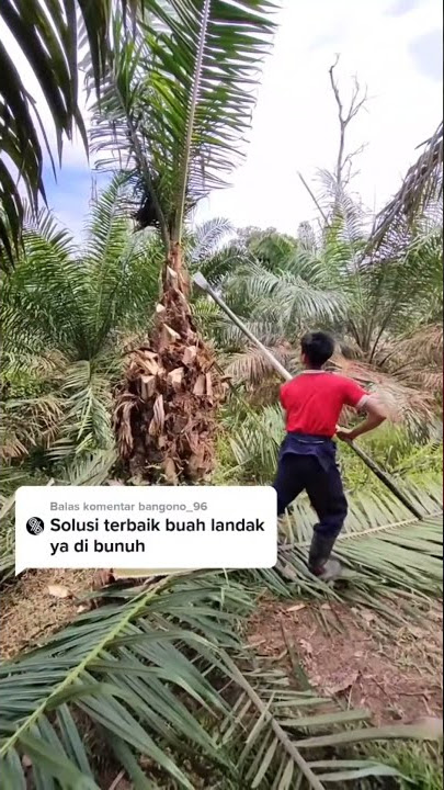 Solusi terbaik kelapa sawit berbuah Landak/cengkeh