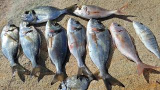 ΨΑΡΕΜΑ ΤΣΙΠΟΥΡΑΣ ΣΤΗ ΒΟΥΡΒΟΥΡΟΥ 15 3 2026