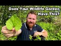 Why you need this in your wildlife garden  unless in the usa