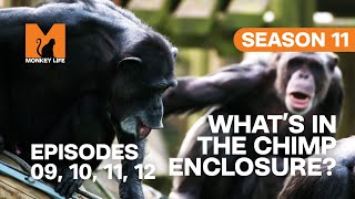 Something's In The Chimp Enclosure in Monkey Life | S11 E09, 10, 11 & 12 | Full Episodes
