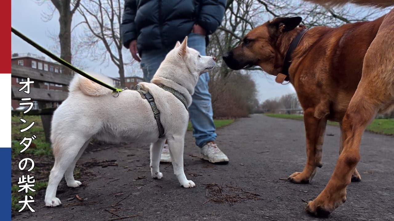 柴犬柿丸  超希少犬種 デーニッシュ・ブロホルマーくん｜オランダ散歩・環境音