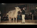 JUNIOR CLASSIC 2026 NEXT GENERATION BROWN SWISS