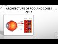 Compare eye and camera, archeitecture of rod and cone cells BBOK407 Biology