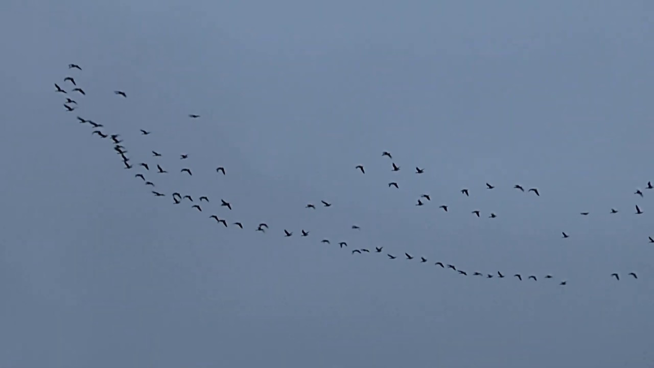 Вечерний отлет стаи белолобых гусей с кормового поля на воду #geese ...