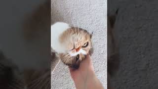 the cat purrs and asks to be petted