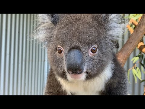 山火事で救助されたコアラ、再び野生へ　オーストラリア