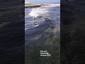 free surf PASTURES January 2022 #15