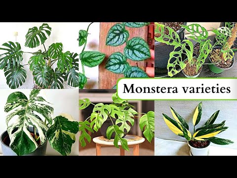 Varieties of Monstera plant - YouTube