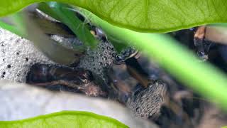 Pond O Frogs