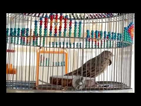 مست مشهدی جل طرقه بسیار خوش صدا طرقه حامد