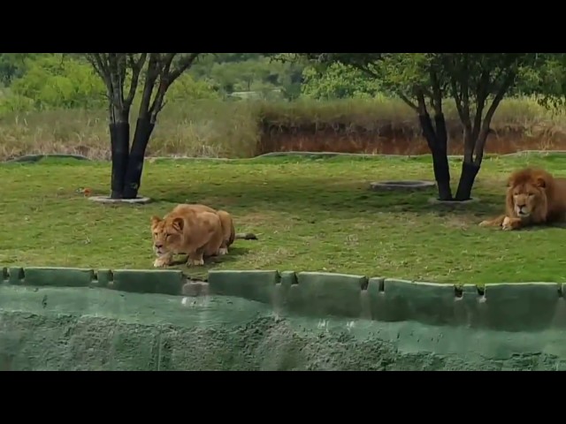 Esta leona se lanz&oacute; a por unos turistas en un zool&oacute;gico de M&eacute;xico y...