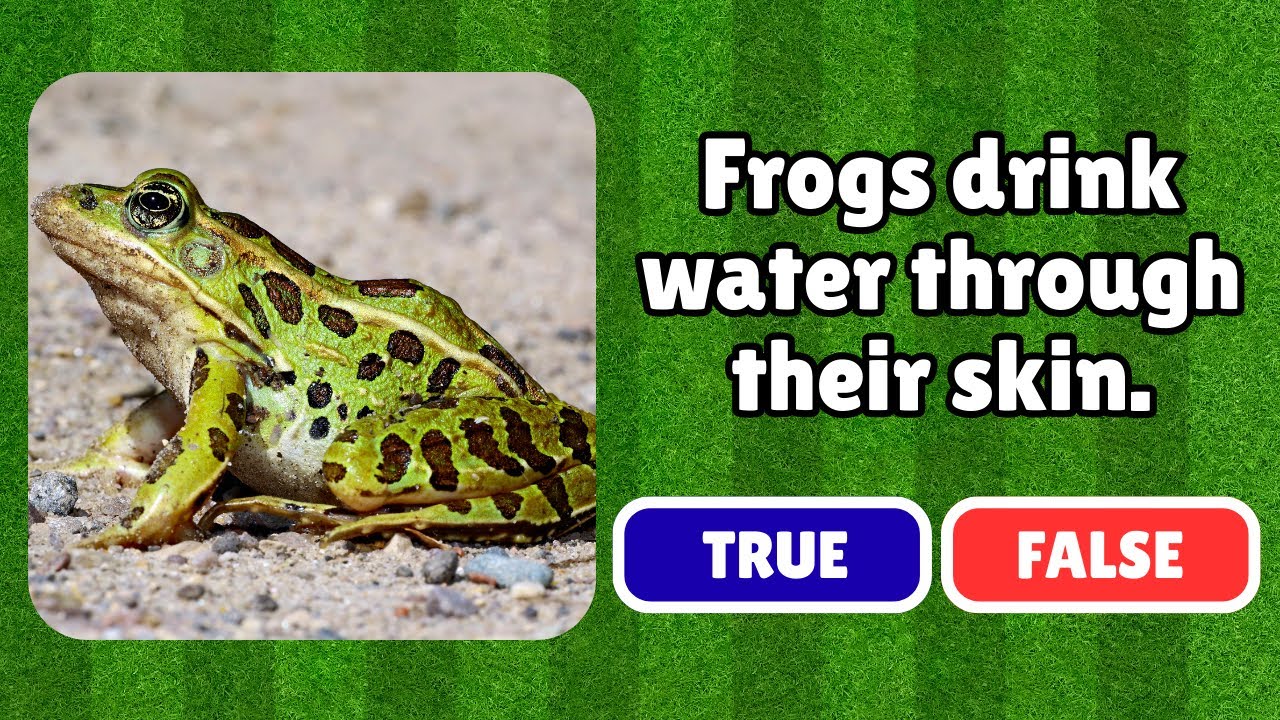 TRUE or FALSE ANIMAL QUIZ