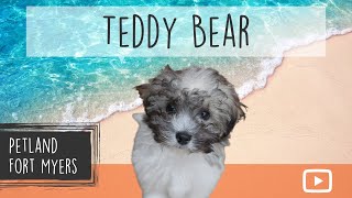 Teddy Bear Breed Info 101
