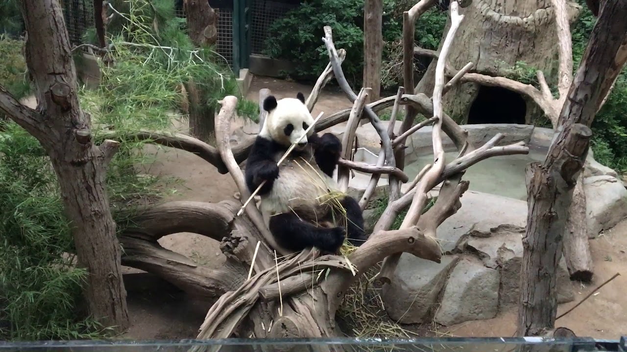 Panda Bear San Diego Zoo - YouTube