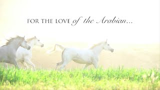 For the Love of  The Arabian Horse