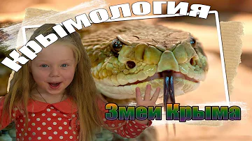Змеи Крыма: какие пресмыкающиеся водятся на полуострове
