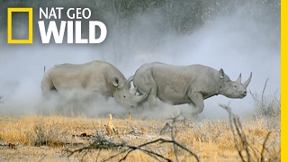 Witness A Rhino Rumble Animal Fight Night