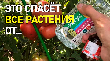 Всем растениям дайте уксус с этим компонентом. Томатам, Перцу, Баклажанам в Августе! И вот зачем...