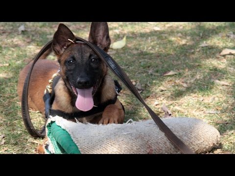Vídeo: De volta à escola: 8 necessidades para facilitar o treinamento de cães