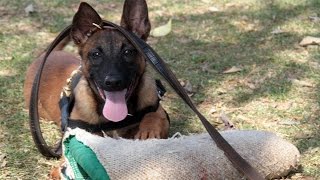 Curso Adestramento de Cães de Guarda  Primeira Fase, Estímulo da Caça