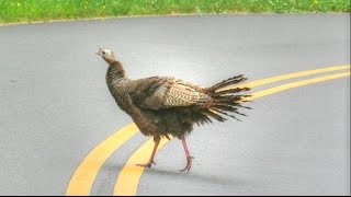 Why Did The Turkey Cross The Road 