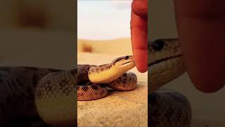 Eryx conicus snake