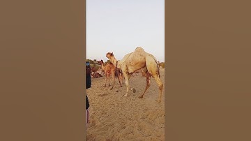 wow amizing seen Camels love program 🫢😲🐪