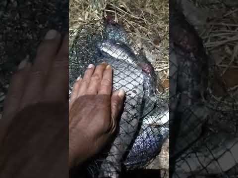 😱😱😱Mancing  MALAM MANTAPP‼️ #shorts #shortvideo #shortsvideo