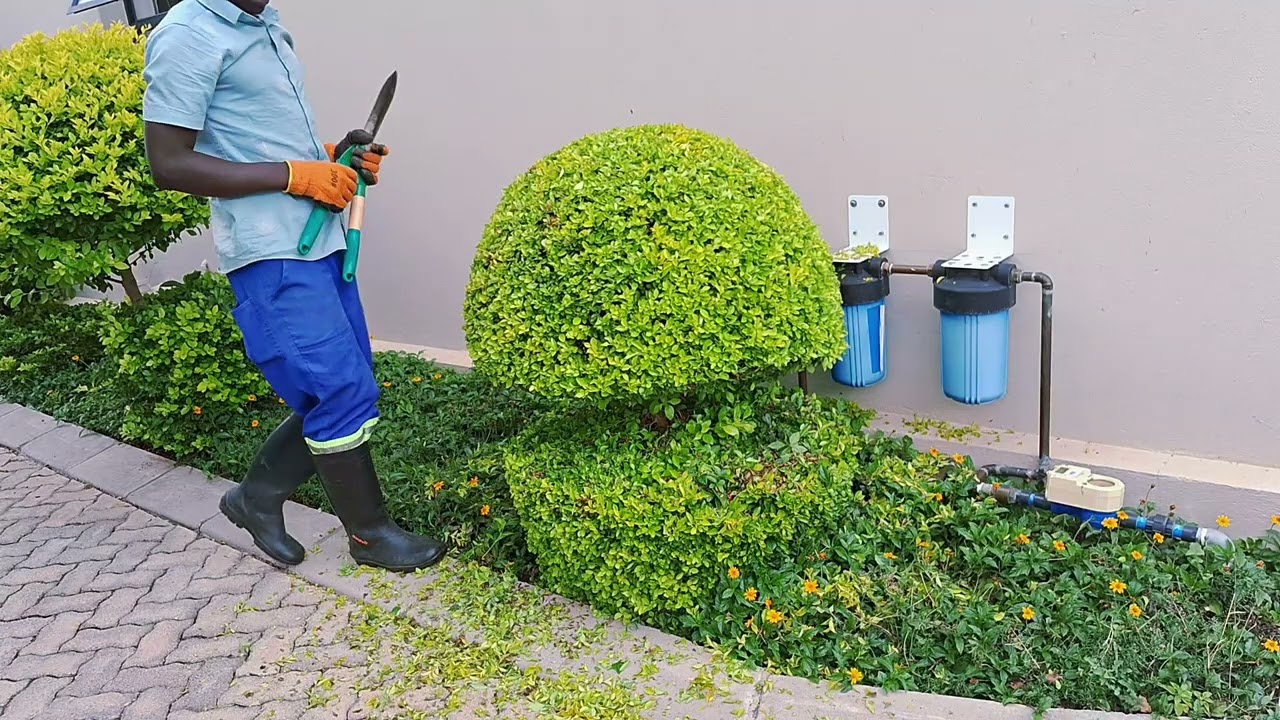 14 minutes of cutting gold leaves flowers #gardening #lawnmowingbusiness #gardening 