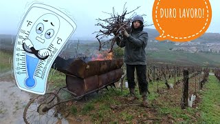 WE WORK IN THE COLD FOR 3 MONTHS IN THE FRENCH VINEYARDS🥶🍇